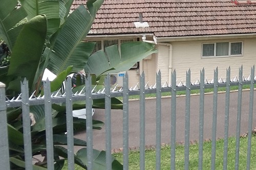 Wall Spikes in-between vertical fence standards